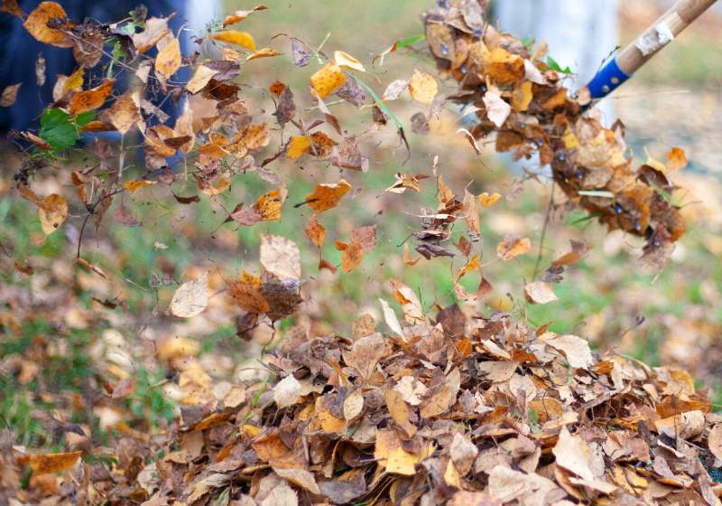 harvesting dry leaves restoring order on | debris hut shelter