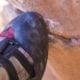 rock-climbing-toe-on-crack | Crack Climbing With Pete Whittaker | Enormocast Podcast | Featured