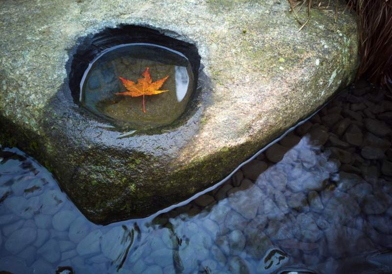 leaf stone cavity water | rain water uses