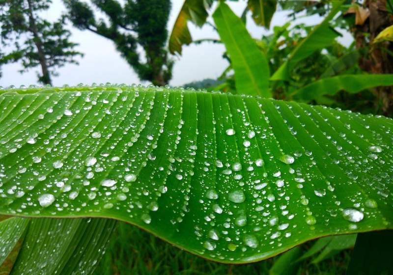 photo remaining rainwater on banana leaves | rainwater collection