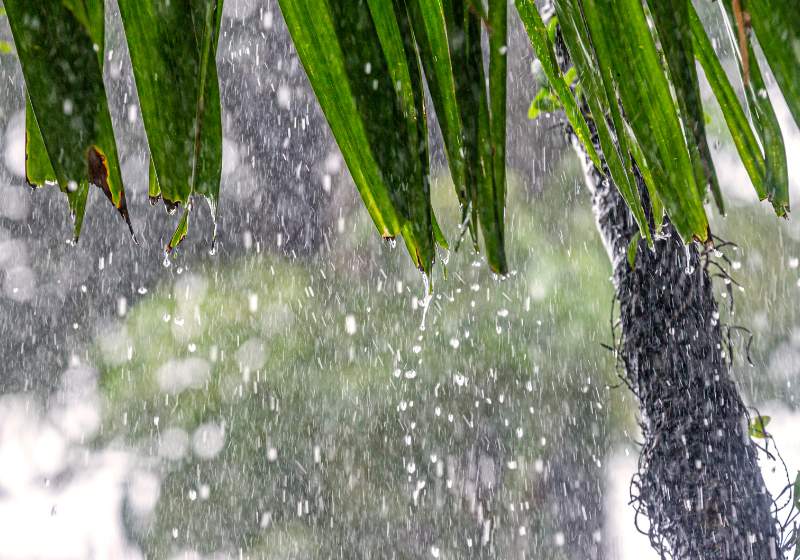rain tropics during low season monsoon | rain water benefits