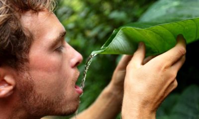 survival man drinking rain water leaf | Easy Ways To Collect Rain Water For Survival | featured