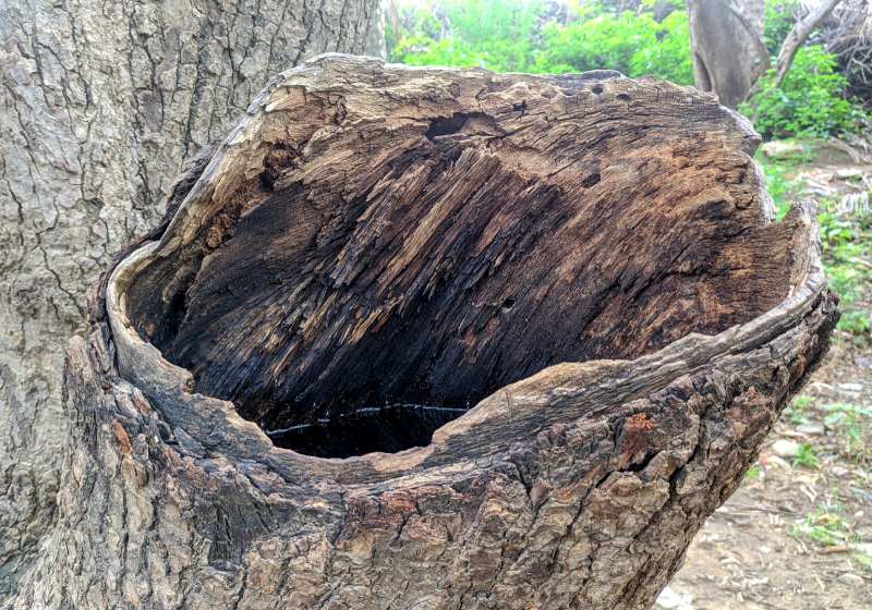 tree hollow banyan ficus benghalensis birds | is rain water safe to drink